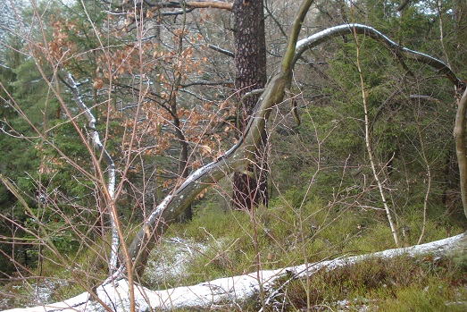 bild1